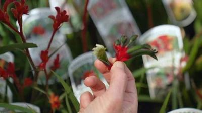 Gardening Australia