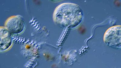 Journey to the Microcosmos