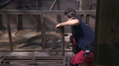 I'm a Celebrity...Get Me Out of Here!