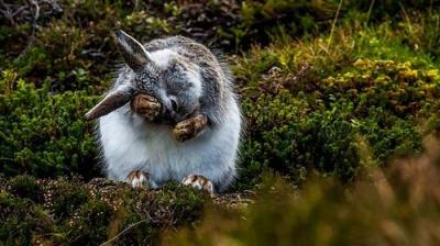 Springwatch