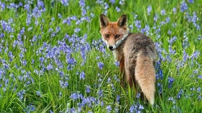 Springwatch