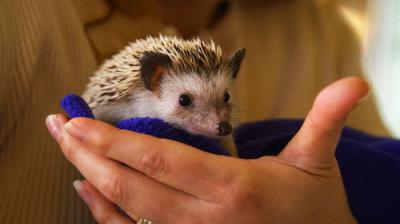 Dr. K's Exotic Animal ER