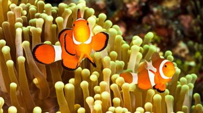 Natural World