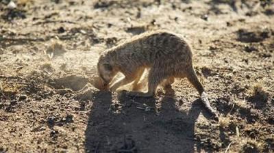 How Do Animals Do That?