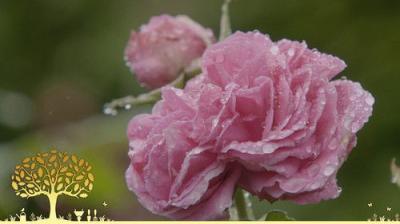 Gardeners' World