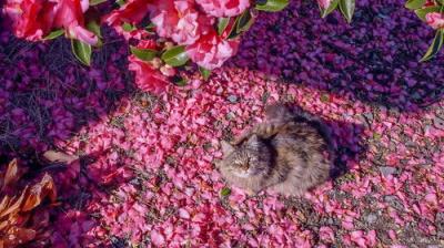 A Cat's-Eye View of Japan