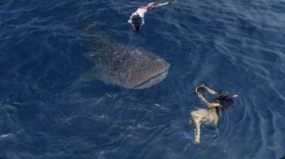 Guardians of the Reef: Saving the Great Barrier Reef