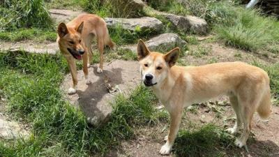 Taronga: Who's Who In The Zoo