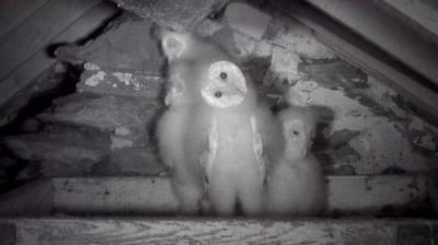 Springwatch