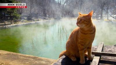 A Cat's-Eye View of Japan