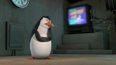 Madagaskaro pingvinai