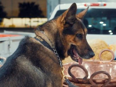 Contraband: Seized at the Border