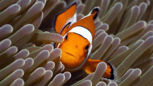 The Blue Planet filmas žiurėti online