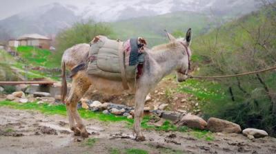 The Amazing Race Australia