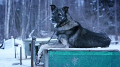 Life Below Zero