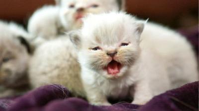 Too Cute