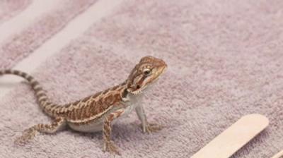 The Incredible Dr. Pol