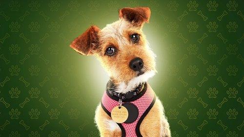 The Dog House filmas žiurėti online