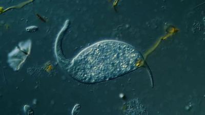 Journey to the Microcosmos