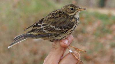 The National Geographic Guide to Birding in North America