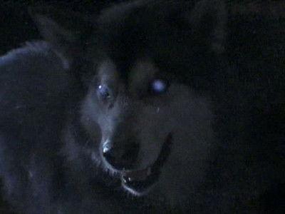 Are You Afraid of the Dark?