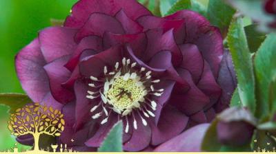 Gardeners' World