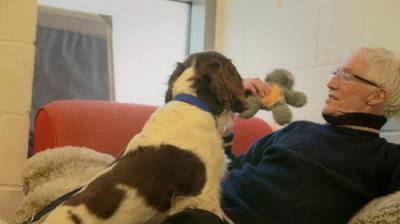 For the Love of Dogs