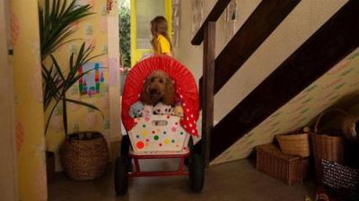 Waffle the Wonder Dog