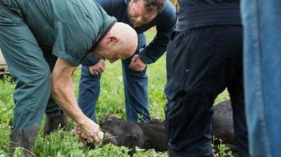 The Incredible Dr. Pol