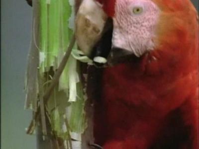 The Life of Birds