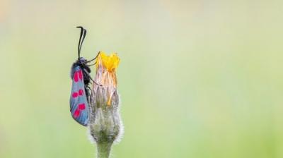Springwatch