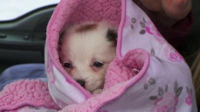 The Incredible Dr. Pol