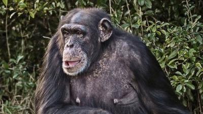 The Secret Life of the Zoo