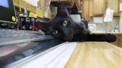 The Incredible Dr. Pol