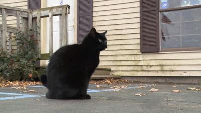 The Incredible Dr. Pol