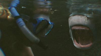 When Sharks Attack