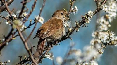 Springwatch