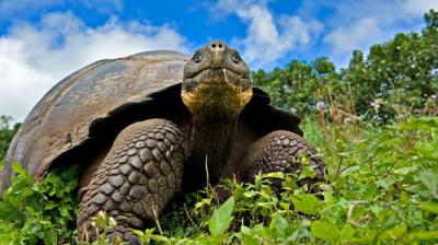 Natural World