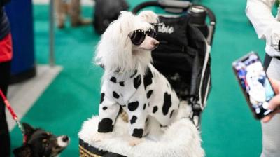 Crufts