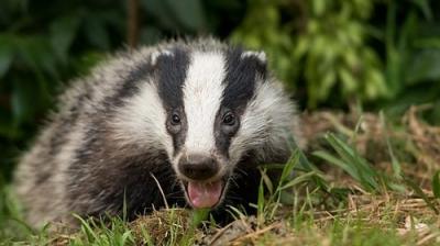 Springwatch