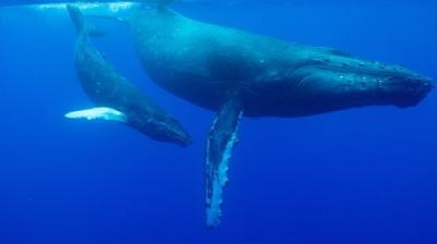 Incredible Animal Journeys