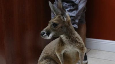 Dr. K's Exotic Animal ER