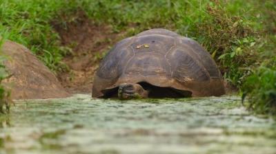 The Secret Lives of Animals