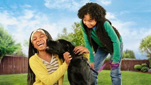 Puppy Place filmas žiurėti online