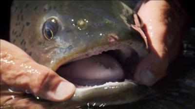 River Monsters