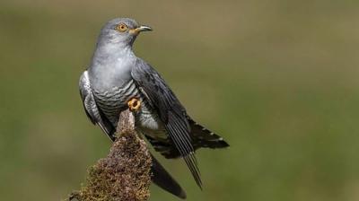 Springwatch