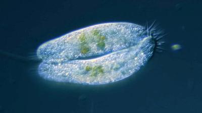 Journey to the Microcosmos