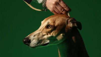 Crufts