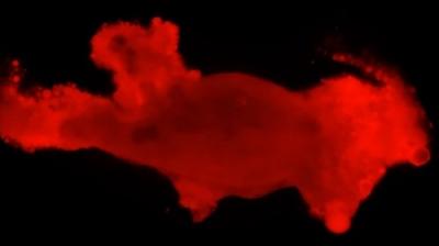 Journey to the Microcosmos