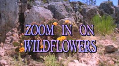 Marty Stouffer's Wild America